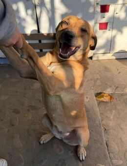 Bella möchte glücklich werden - Celle