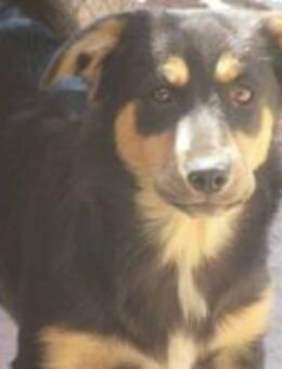 Vega - mit dem sehnsüchtigen Blick 🐾 - Elsdorf (Nordrhein-Westfalen)