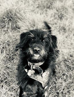 Sunny, 3,5 Jahre, Mischlingshündin - Malborn