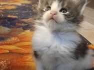 Maine Coon Kater 1 - Ruhland Zentrum