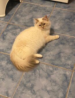 Heiliges Burma-Kätzchen - Mackenbach