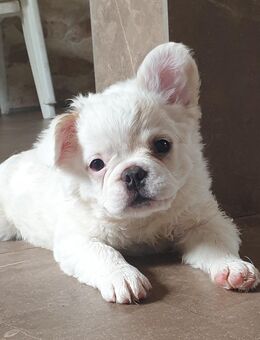 Nun bin ich allein letzter French Fluffy Bub - Aken (Elbe)