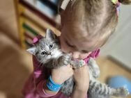 BKH KITTEN ABHOLBEREIT - Esslingen (Neckar)