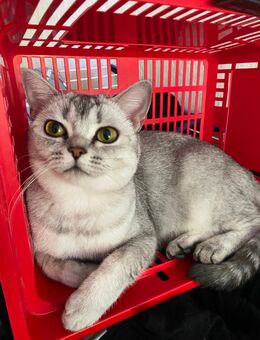 BKH Katzen Reinrassig - Berlin Reinickendorf
