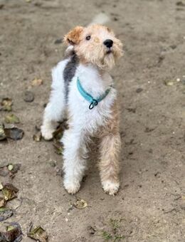 Ich heiße Goldie .... mit Video - Frankfurt (Main)