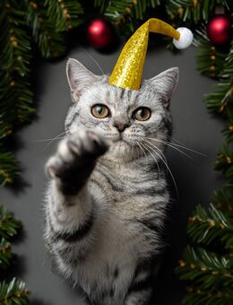 Zwei Reinrassigen BKH katzen - Kaiserslautern