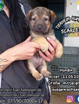 SCARLETT-eine knuffiger als die andere - Waakirchen