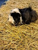 Peruaner Meerschweinchen Langhaar Böcke in 27804