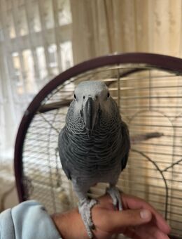 Graupapagei Henne Super Lieb! - Remscheid