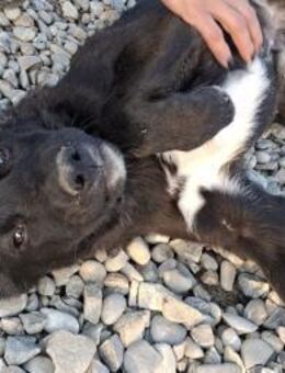 Smoothie - sanfter Welpe sucht Familie - Hamburg