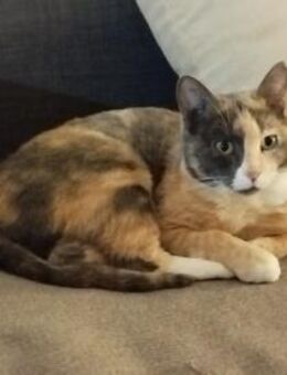 Cris, ruhig und verschmust - Geilenkirchen