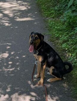 Zuhause gesucht - Nebra (Unstrut)
