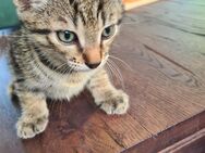 Baby katzen abzugeben - Göppingen Zentrum