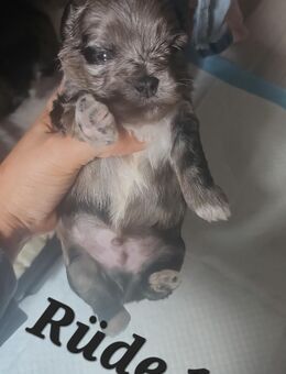 Zuckersüße Maltipoo-Welpen - Osnabrück