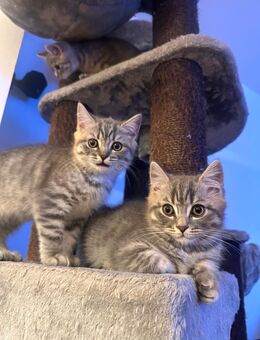 BKH kitten Katze Kater grau weiß getigert Katzen - Düsseldorf