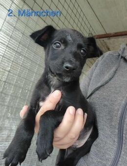 Hundebub Tristan - Eichenzell