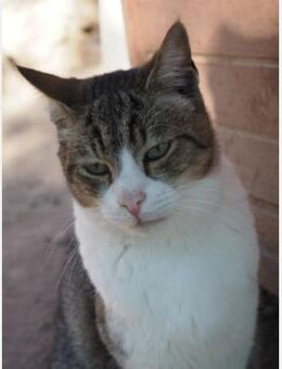 Freddy - Fröhlich und verspielt - Aichwald