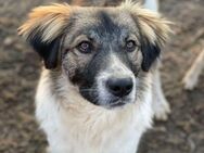 Frodo sucht liebevolles zu Hause - Brühl (Baden-Württemberg)
