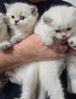 Reinrassige Britisch Kurzhaar BKH Kitten Katzenbabys Katzen Blue- Point (mit Blauen Augen) - Quickborn (Landkreis Pinneberg)