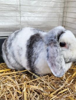 Mini Lop häsin - Warmsen