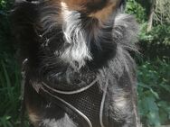 Chihuahua Mischlingshündin - Bremen