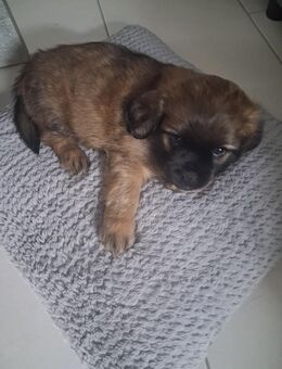 Shitzu Mops Mix Welpe - Kamen