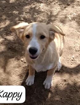 Kappy 💚💚💚 wünscht sich Happy-Home - Bad Karlshafen