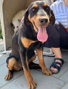 🧡Sanfte Bracke Meghan sucht Nähe🍂 - Eislingen (Fils)