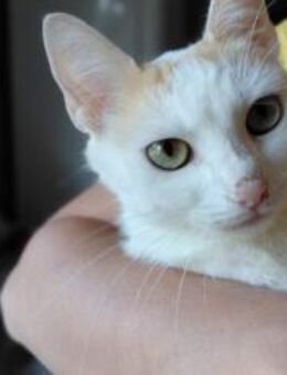 Verspielte Gwin bringt Freude ins Leben - München