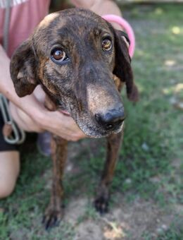 Dino - Segugio zauberhafter Schatz - Würzburg