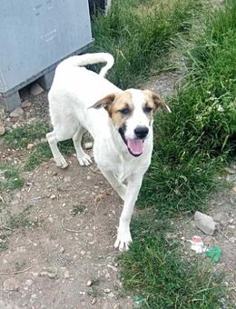 Ayla, möchte zu Dir kommen - Bonndorf (Schwarzwald)