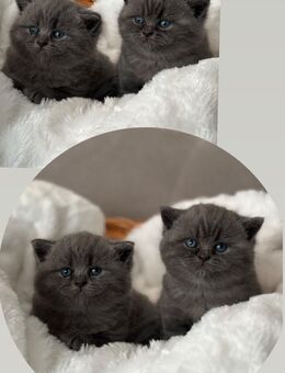 Reinrassige Britisch Kurzhaar Kitten Ab Mitte Juli in liebevolle Hände abzugeben! 500,- - Verden (Aller)