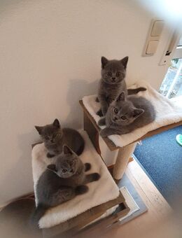 BKH Kitten - Nördlingen