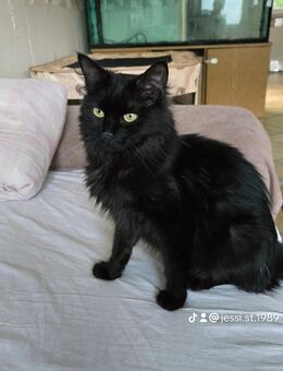 Süße Kitten suchen ein liebevolles neues Zuhause - Hauenstein
