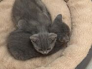 2 süße kitten zu verkaufen - Kieselbronn