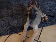 Deutscher schäferhund Welpe DDR linie X Malinois - Issum