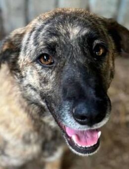 JOELINA-3-j.,super liebe Hündin, 49 cm - Rösrath