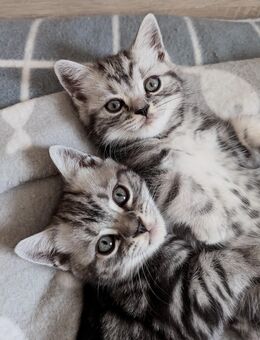 BKH-Kitten black silver tabby mit Stammbaum (Whiskas) - Mitwitz