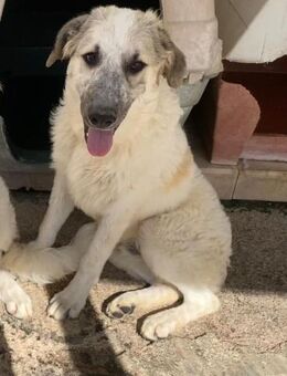 Douglas sucht das Spieleparadies - Marienfließ