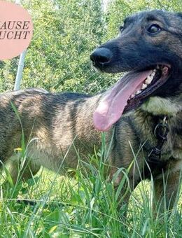 Zarte, menschenbezogene AMBER sucht ZH❤️ - Saarbrücken