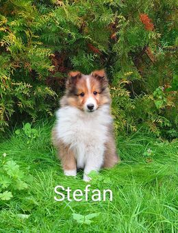 Wir haben Sheltie Welpen mit Stammbaum - Cloppenburg