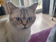 Suche neues Zu Hause brittisch kurzhaar Perser katze - Kemberg