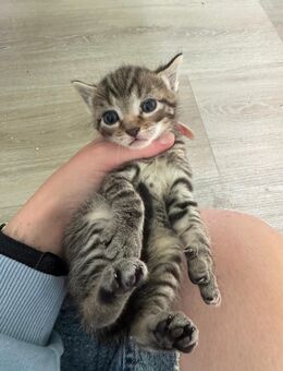Kitten BKH - Merenberg (Marktflecken)