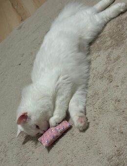 britisch langhaar katze - Kressbronn (Bodensee)