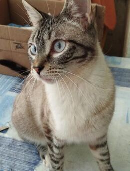 Leon & Tigre suchen gemeinsam ihr Glück❤ - Saarbrücken