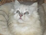 Ragdoll Kitten suchen Traumzuhause .... - Hasenmoor