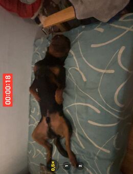Rottweiler Rüde 11 Monate - Berlin