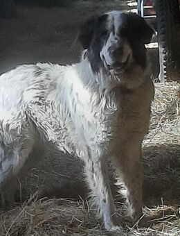Herdenschutzhund / Pyrenäenberghund / Rüde / 4 Jahre wegen Auflösung Landwirtschaft abzugeben - Jüterbog
