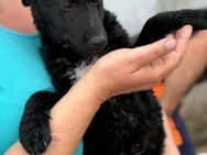 Vinn 💗schmusiger, süßer Bub sucht Liebe - Hamburg