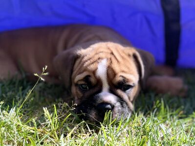 Bezaubernde Continental Bulldog Welpen nur in allerbeste Hände abzugeben